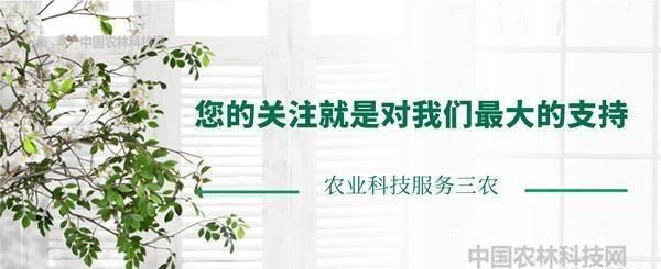 喝柿叶茶治失眠管用吗女性,柿树叶茶治失眠吗图6