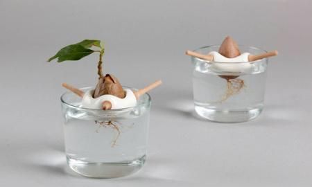 牛油果的种植方法(牛油果种植几年结果)图2