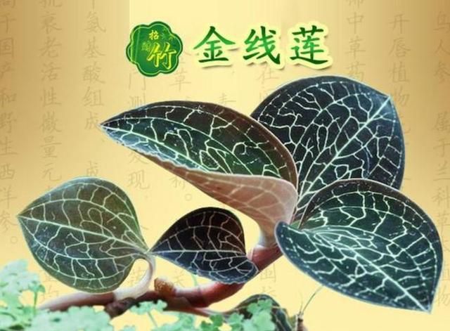 何为金线莲？于我们有何用？