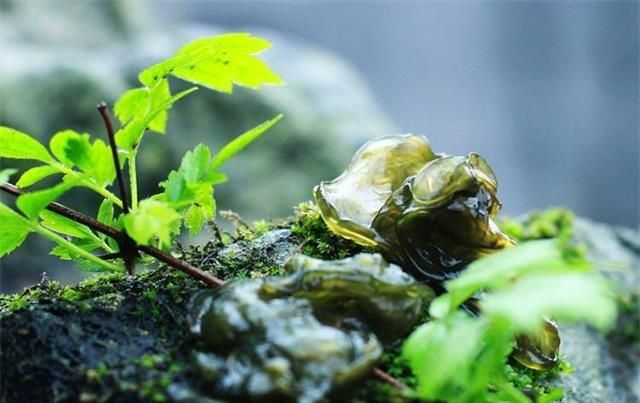 它是最容易被忽略的食材，蛋白含量比鸡蛋还高，甘南草原遍地都是