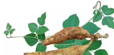 葛根粉为什么受欢迎？每天一碗，吃出健康好气色