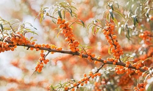 降胆固醇防高血脂，祛痘抗癌增免疫，山里长出的美味