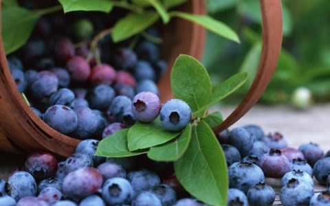 野生蓝莓的功效与作用是什么