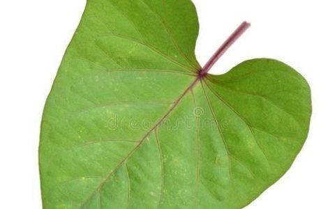 白薯有根了还能出叶吗,白薯可以重复种吗