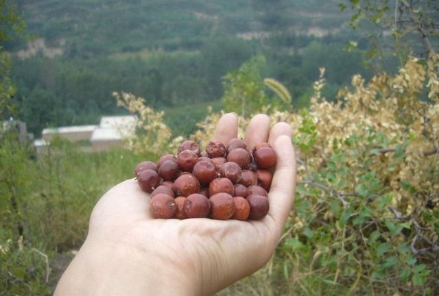 农村山地常见的“酸枣”，酸甜解渴，浑身是宝，您见过吗