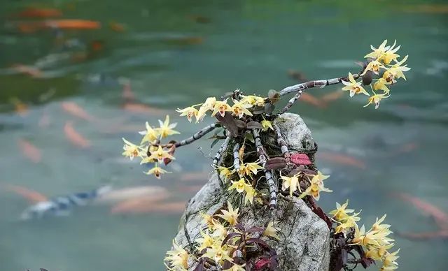 石斛的鉴赏养护｜我国分布的草叶组5种珍稀石斛的辨识区别