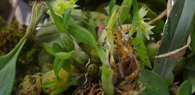 石斛的鉴赏养护｜我国分布的草叶组5种珍稀石斛的辨识区别