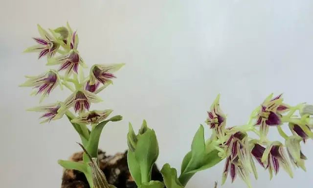 石斛的鉴赏养护｜我国分布的草叶组5种珍稀石斛的辨识区别