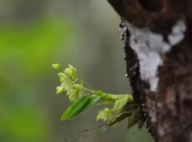 石斛的鉴赏养护｜我国分布的草叶组5种珍稀石斛的辨识区别