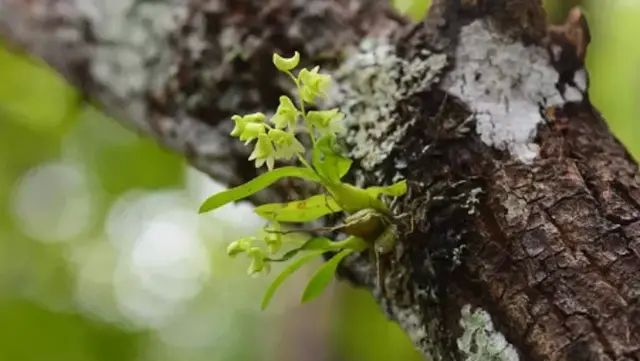 石斛的鉴赏养护｜我国分布的草叶组5种珍稀石斛的辨识区别