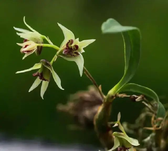 石斛的鉴赏养护｜我国分布的草叶组5种珍稀石斛的辨识区别