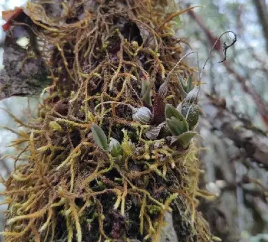石斛的鉴赏养护｜我国分布的草叶组5种珍稀石斛的辨识区别