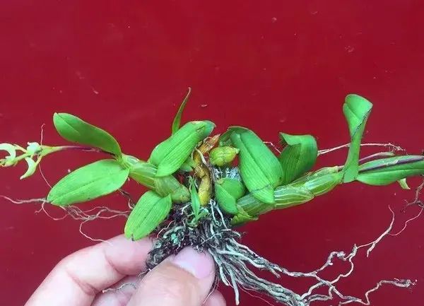 石斛的鉴赏养护｜我国分布的草叶组5种珍稀石斛的辨识区别