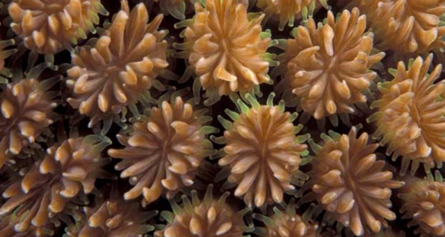 珊瑚是什么 红珊瑚的养生功效