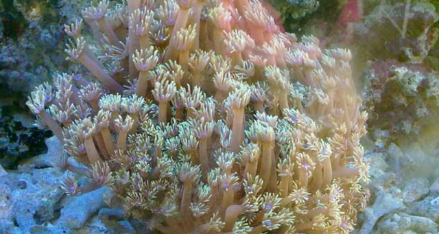 珊瑚是什么 红珊瑚的养生功效