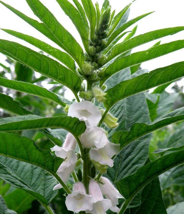 芝麻叶的营养成分及利用