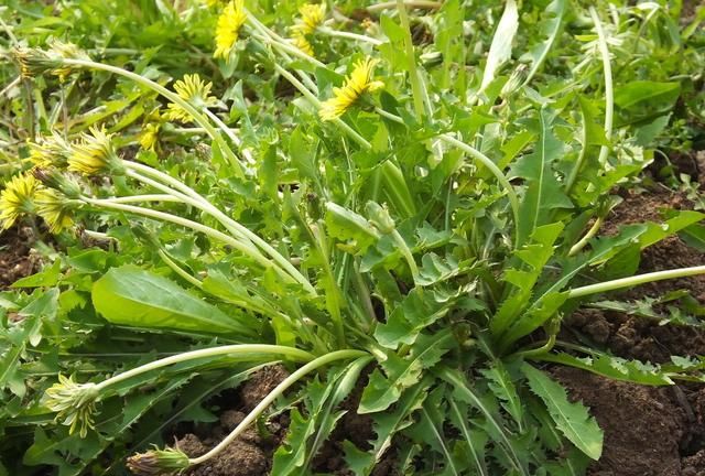 它被称为“药草皇后”，可以养肝补肾，还能清热解毒，用它准没错