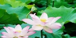如何栽培荷花,旱荷花栽培图1