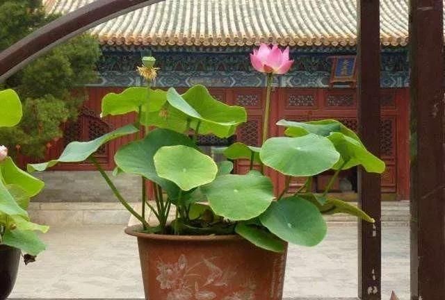 如何栽培荷花,旱荷花栽培图5