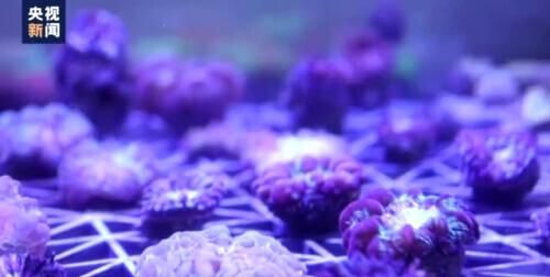 世界海洋日丨存在近5亿年！关于珊瑚的这些知识了解一下