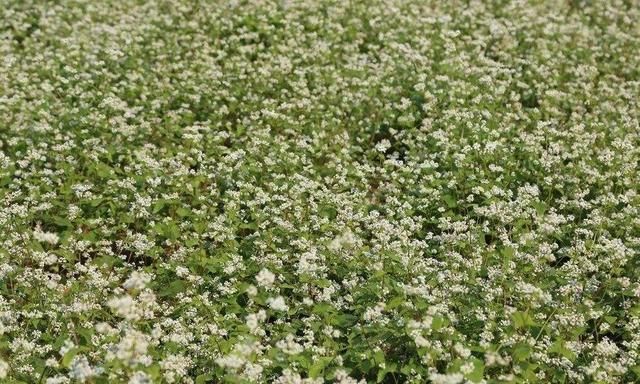 沃甜如何种植和管理,甜荞种植技术和管理图7