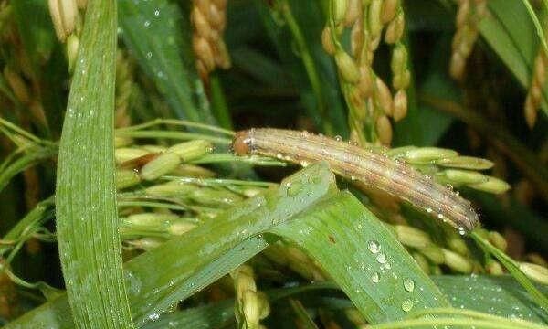 沃甜如何种植和管理,甜荞种植技术和管理图8