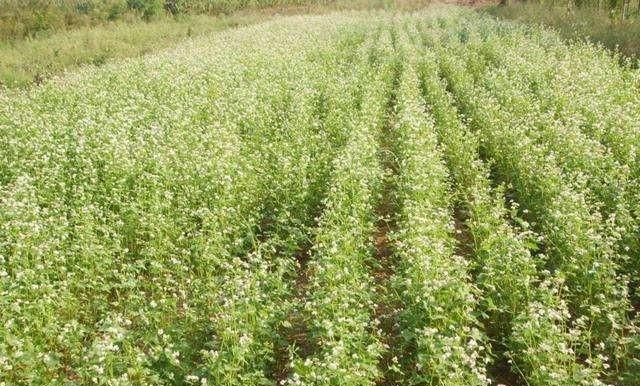 沃甜如何种植和管理,甜荞种植技术和管理图9