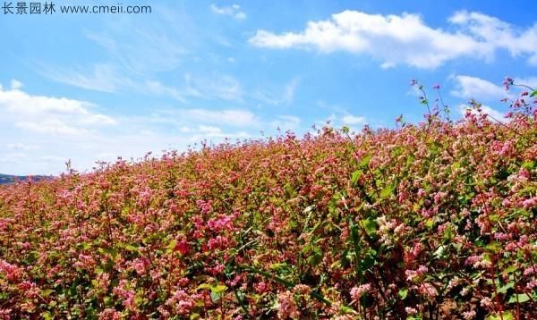 沃甜如何种植和管理,甜荞种植技术和管理图11