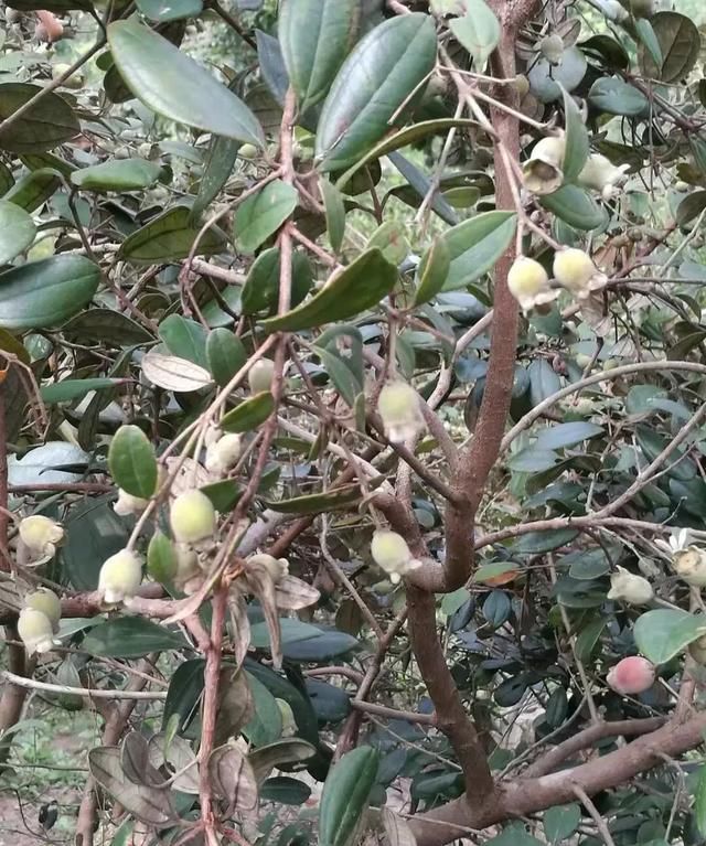 捻子果泡酒的制作方法是什么,捻子果可以和灵芝泡酒吗图1