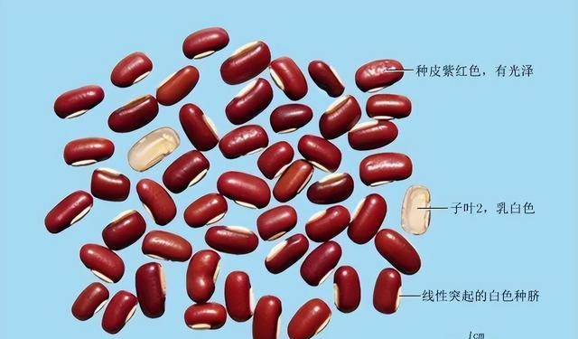 利水消肿，解毒排脓好帮手——赤小豆