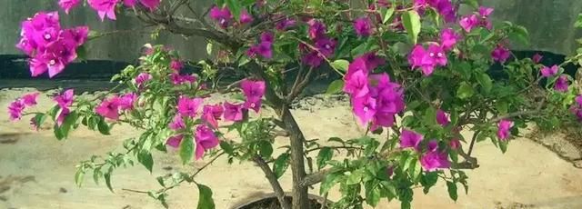 生津水可以浇山角梅吗,三角梅开花季节图1