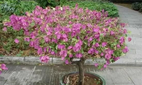 生津水可以浇山角梅吗,三角梅开花季节图3