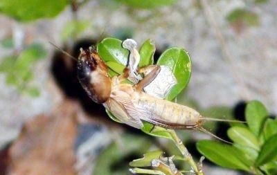 菜地大黑虫怎么杀图4