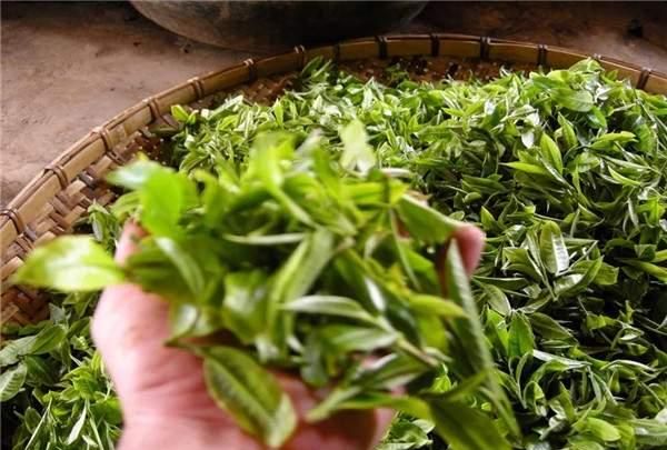 谈谈喝茶、喝云茶的养生知识