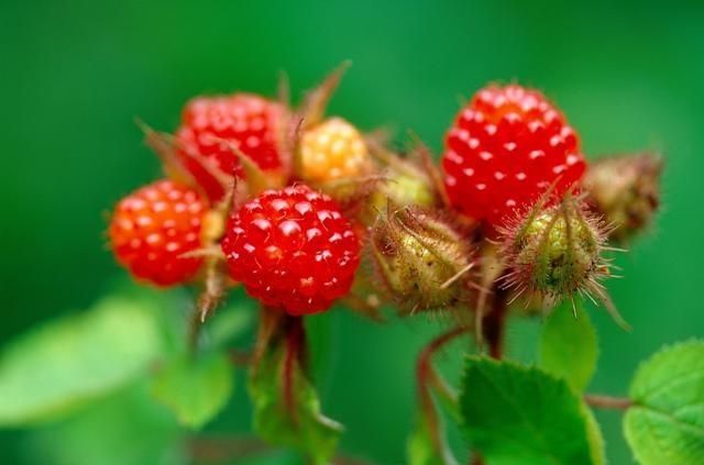 农村公认最好吃的4种野果山莓,山上野青梅怎么泡图1
