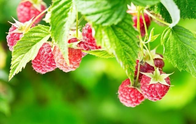 农村公认最好吃的4种野果山莓,山上野青梅怎么泡图2