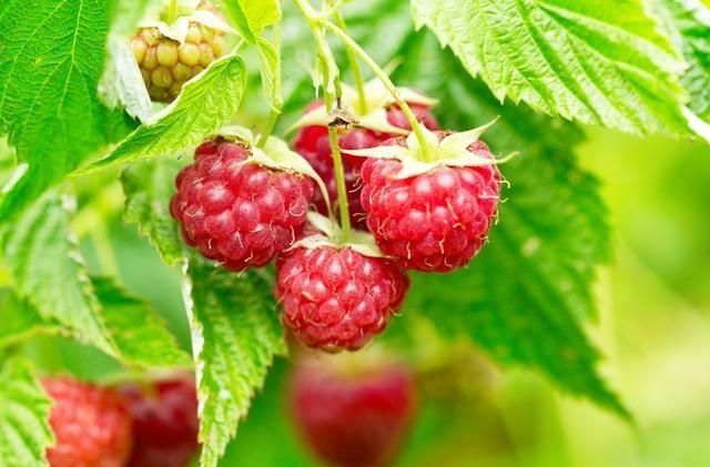 农村公认最好吃的4种野果山莓,山上野青梅怎么泡图5