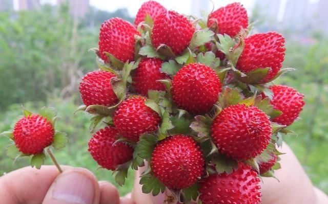 农村公认最好吃的4种野果山莓,山上野青梅怎么泡图7