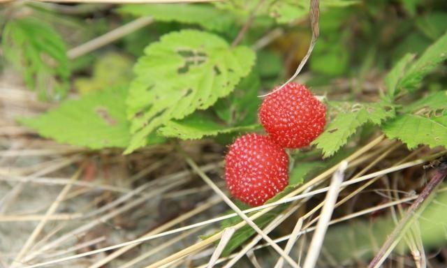 农村公认最好吃的4种野果山莓,山上野青梅怎么泡图9
