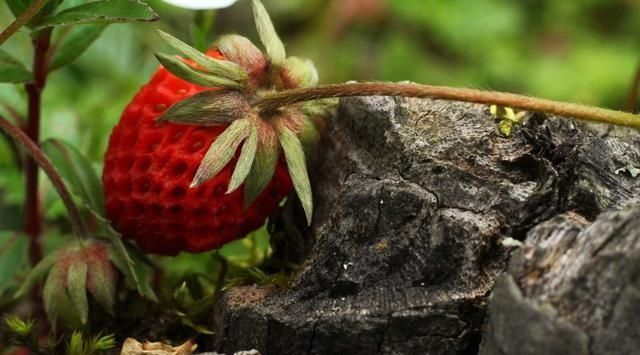 农村公认最好吃的4种野果山莓,山上野青梅怎么泡图10