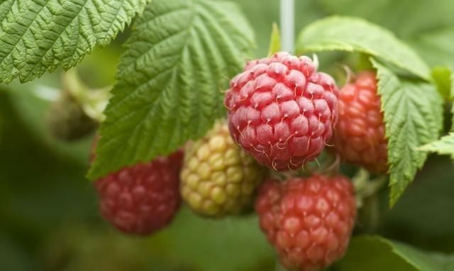 农村公认最好吃的4种野果山莓,山上野青梅怎么泡图11