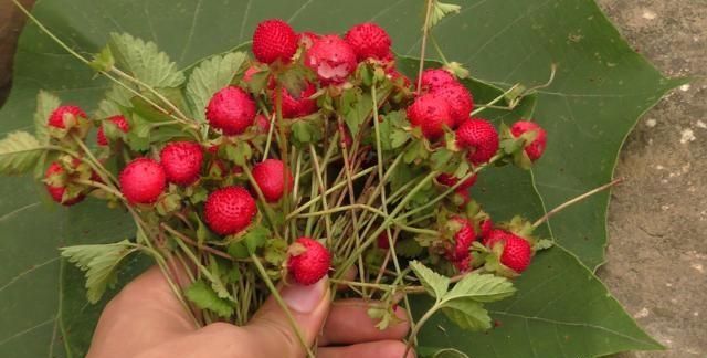 农村公认最好吃的4种野果山莓,山上野青梅怎么泡图13