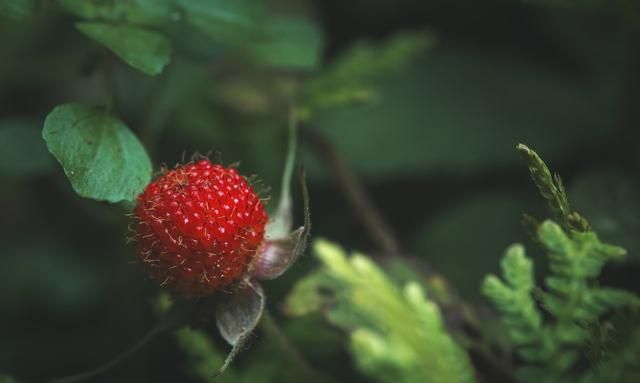 农村公认最好吃的4种野果山莓,山上野青梅怎么泡图14