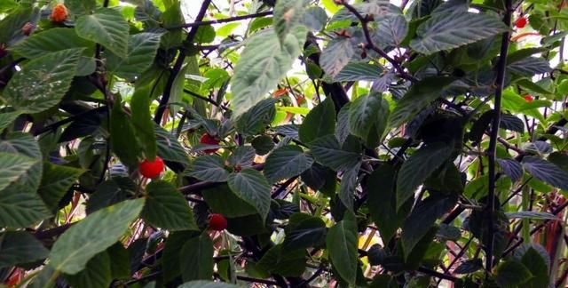 农村公认最好吃的4种野果山莓,山上野青梅怎么泡图15