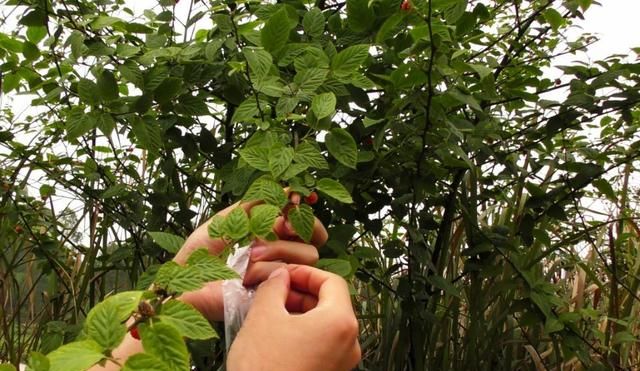 农村公认最好吃的4种野果山莓,山上野青梅怎么泡图16