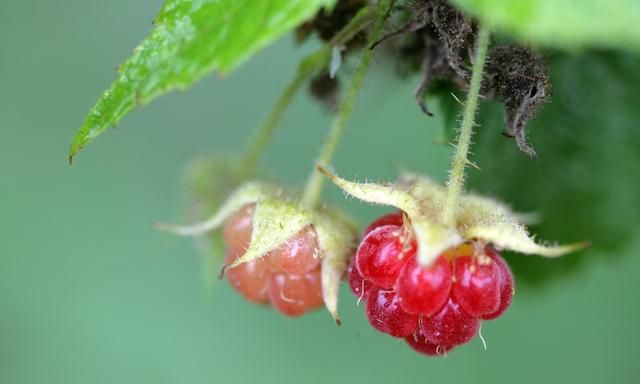 农村公认最好吃的4种野果山莓,山上野青梅怎么泡图17