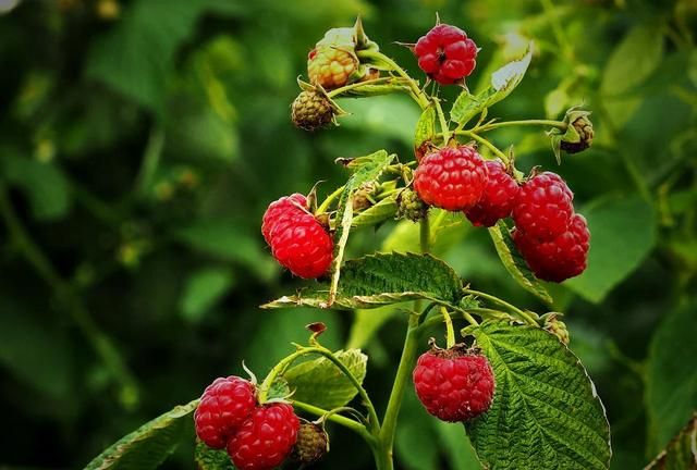 农村公认最好吃的4种野果山莓,山上野青梅怎么泡图18
