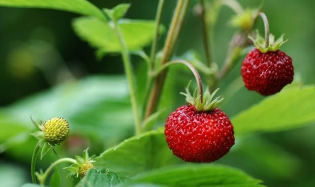 农村公认最好吃的4种野果山莓,山上野青梅怎么泡图19