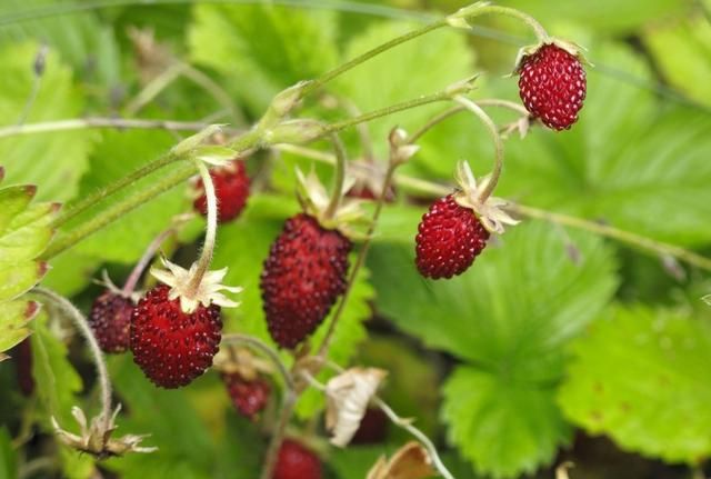 农村公认最好吃的4种野果山莓,山上野青梅怎么泡图20