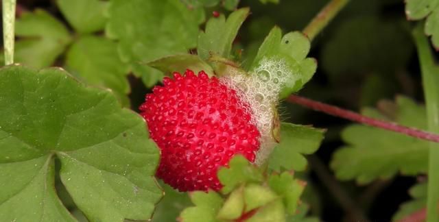 农村公认最好吃的4种野果山莓,山上野青梅怎么泡图21